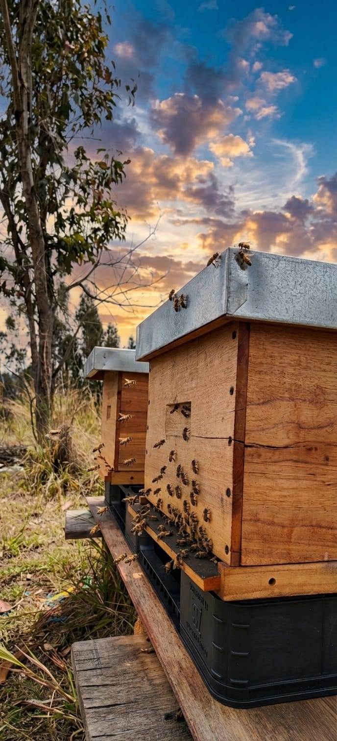 Apiarios de La Miel del Abuelo al atardecer